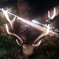 Last light evening stalk, Sika Stag very high scoring gold just short of making platinum.