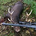 Bronze Medal Sika Stag 