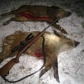 Two wild pigs in our hunting ground during winter.