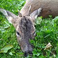 Young roe deer.
