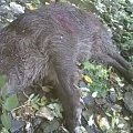Wild hog.