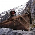 New Zealand bull tahr