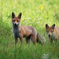Liška obecná (Red fox)