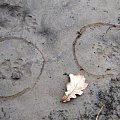 Stopy jezevce (badger´s tracks)