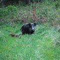 Prase divoké (wild boar)
