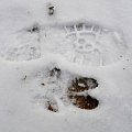 divočák - stopa (wild boar´s track)