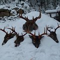 Whitetails from Vesilahti