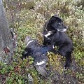Black Grouse from Karvia and my superdog Olga