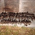 Duck hunting in Virrat