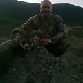 Young Mouflon from Czech Republic