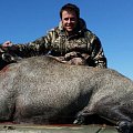 Nice Nilgai bull from my hunt in Texas