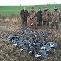 Pinkfeet geese November 