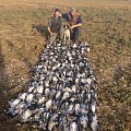 Pigeons on peas