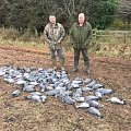 Pigeons on bean stubble