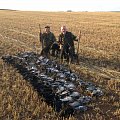 Harvest pigeon & crows