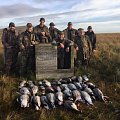 Geese from grouse butts