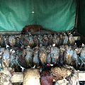 Driven day partridge & pheasant 