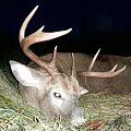 Stalked whitetails successfully. I saw 5 bucks and 1 doe with two youngsters. I had to take very hard shot, but hit was just perfect. Paimio Finland 2016.