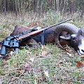 My latest huntexchange is over. Exchange was successful and there was success in both sides. My Czech friend got whitetail buck and I got this nice mouflon. 