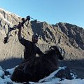 Bull Tahr high on the west coast mountians