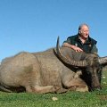 Water Buffalo