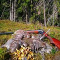 Hazel grouse hunting.