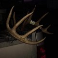 Iowa Whitetail