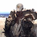 Merriam's Turkey