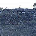 Elk