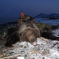 East siberia Brown bear hunt www.sergoutfitter.com