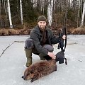 North American beaver from the Easten Finland.