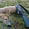 Local 5yo roe buck, May 2017.