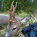 Another local roe buck on a May 2017. This one was 4yo, a crippled one. After an accident, it has had only three working legs. Wounds were completely healed, though. Damage has clearly affected on the forming of the antlers.