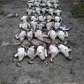 Goose hunting in The Netherlands