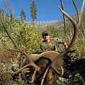 Archery Elk, wapiti
