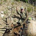 Archery Elk, Wapiti