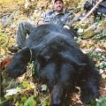 Black Bear