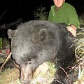 black bear