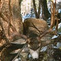 Mule Deer