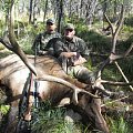 elk, wapiti