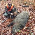 wild boar hunt