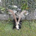 feral goats ireland