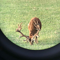 I can arrange trophy red stag hunts also behind high fence 