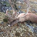 Trophy reindeers and red stag. Atlantic salmon fishing