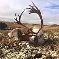 Trophy reindeers and red stag. Atlantic salmon fishing