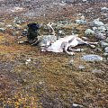 Trophy reindeers and red stag. Atlantic salmon fishing