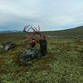 Trophy reindeers and red stag. Atlantic salmon fishing