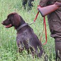 Hunting ducks and hares with my young hunting-dog