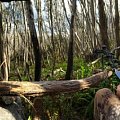Typical Victorian Forest