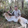 Fallow Buck
